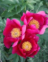 Scarlet O'Hara Peony, 3-5 eye - Click Image to Close